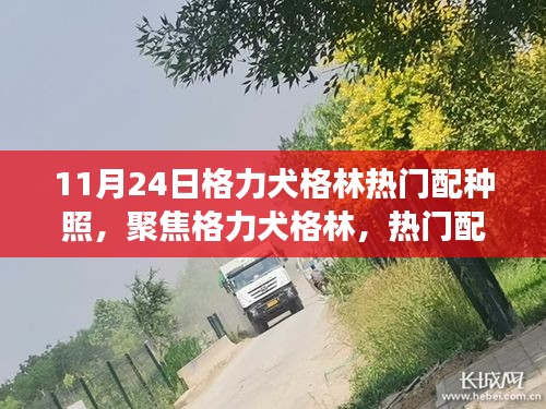 格力犬格林热门配种照揭秘，背后的故事与科普解读（专刊）