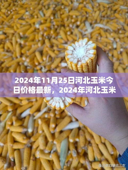 2024年河北玉米最新价格动态分析与预测