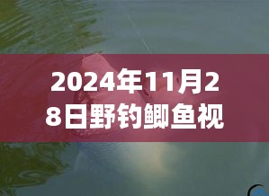 揭秘实战视频，最新野钓鲫鱼技巧与解析