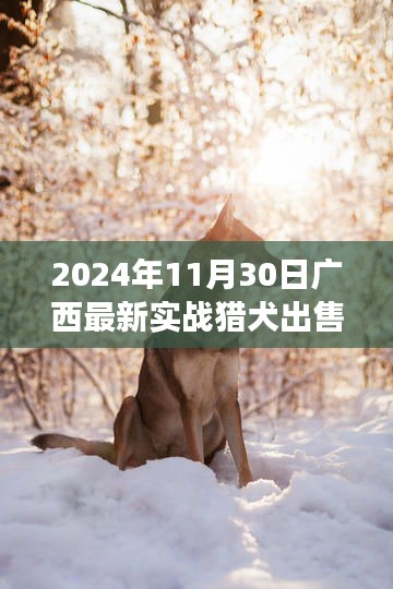 2024年11月30日广西最新实战猎犬出售，广西猎犬情缘，一次特别的猎犬选购之旅