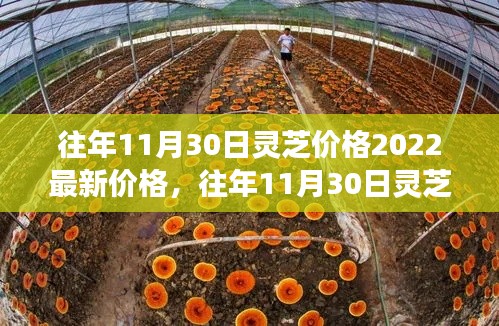 往年11月30日灵芝价格动态，2022最新市场分析与预测