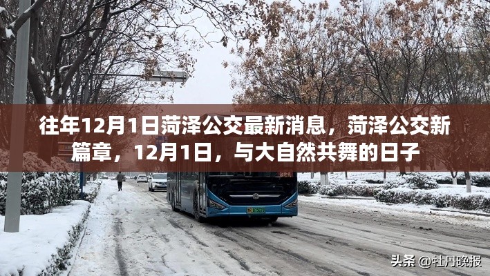 菏泽公交新篇章，与自然共舞的日子，12月1日最新消息
