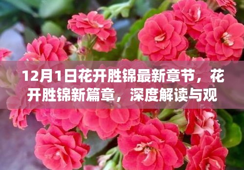 花开胜锦新篇章，深度解读与观点阐述的最新章节