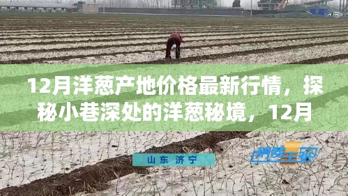 12月洋葱产地最新行情揭秘，小巷深处的洋葱秘境探索