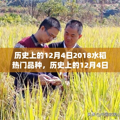 历史上的12月4日聚焦，2018年水稻热门品种的发展与影响