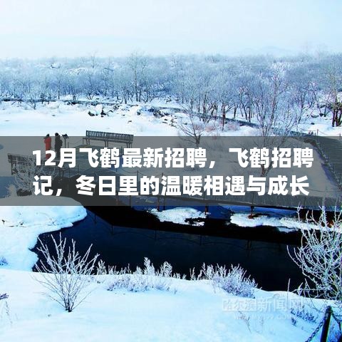 飞鹤招聘记，冬季人才招募之旅，相遇成长与温暖的力量
