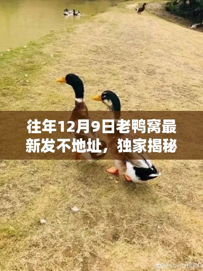 独家揭秘，往年12月9日老鸭窝最新发布地址，精彩瞬间一网打尽！