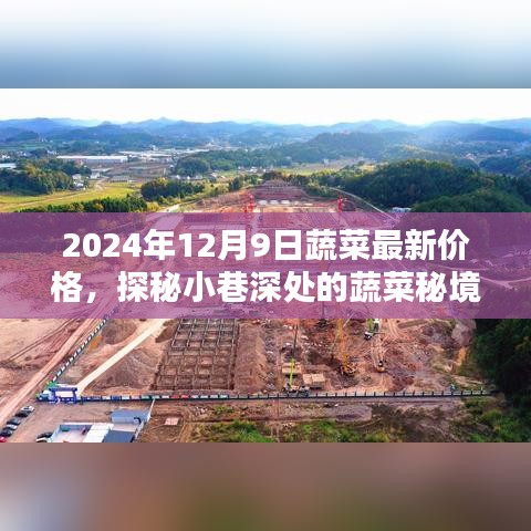 探秘蔬菜秘境，揭秘2024年12月9日最新蔬菜价格传奇