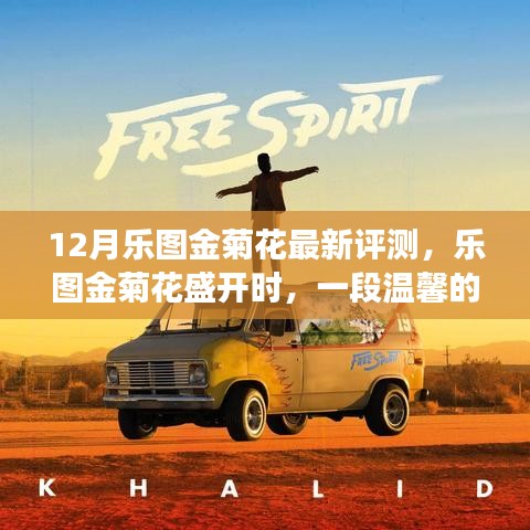 乐图金菊花十二月的温馨评测之旅