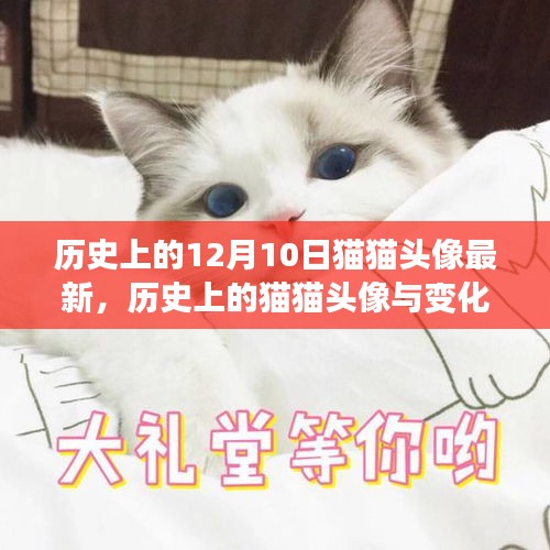 历史上的猫猫头像，从变化中诞生的自信与成就感历程（12月10日最新）