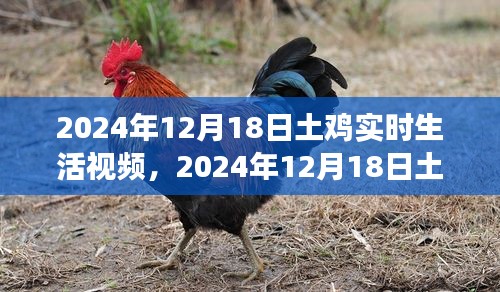 2024年12月1 8日土鸡生活实录，自然与生命的精彩瞬间