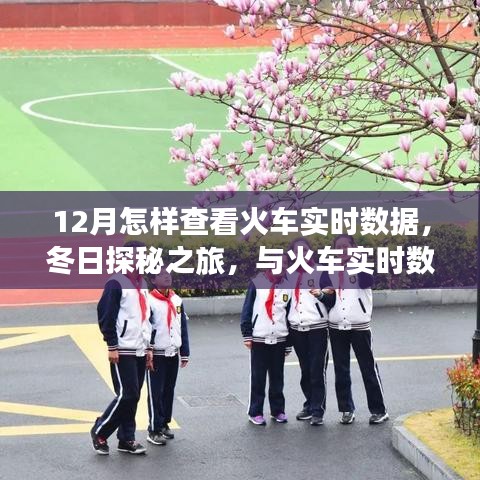 冬日探秘之旅，如何实时查看火车数据，开启与火车的奇妙遨游之旅