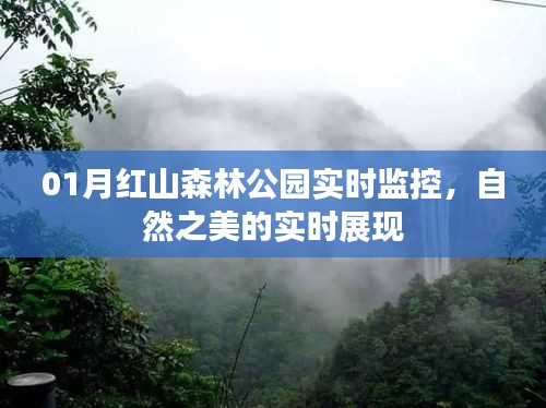 红山森林公园实时监控，自然美景尽收眼底