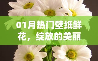 热门壁纸鲜花，绽放美丽，心灵慰藉