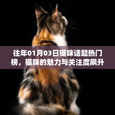 猫咪魅力与关注度飙升，历年一月三日热门话题解析
