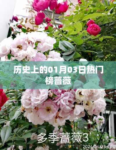 历史上的热门榜蔷薇，一月三日回顾与纪念