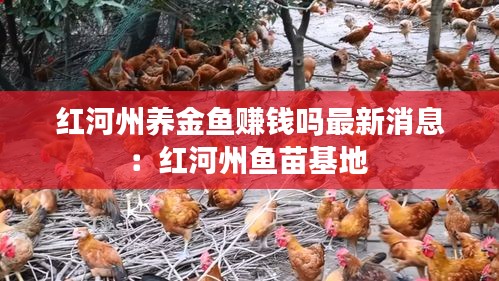 红河州养金鱼赚钱吗最新消息：红河州鱼苗基地 
