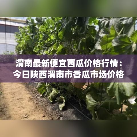 渭南最新便宜西瓜价格行情：今日陕西渭南市香瓜市场价格 