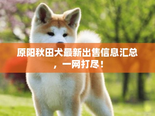 原阳秋田犬最新出售信息汇总，一网打尽！