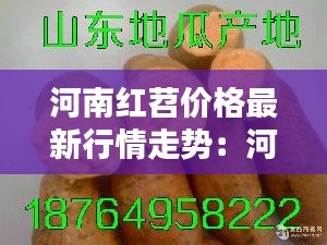 河南红苕价格最新行情走势：河南红薯主要产地在哪里 