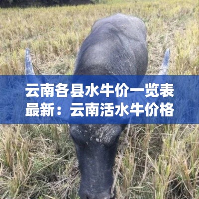 云南各县水牛价一览表最新：云南活水牛价格多少一公斤 