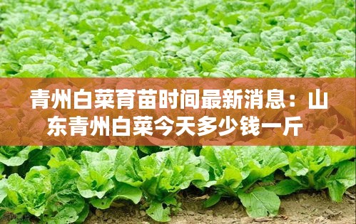 青州白菜育苗时间最新消息：山东青州白菜今天多少钱一斤 