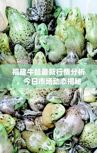 福建牛蛙最新行情分析，今日市场动态揭秘