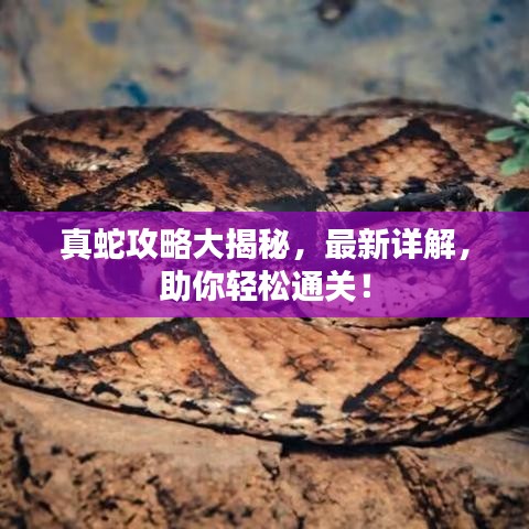 真蛇攻略大揭秘，最新详解，助你轻松通关！