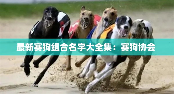 最新赛狗组合名字大全集：赛狗协会 