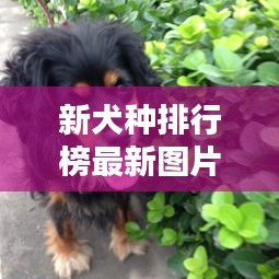 新犬种排行榜最新图片大全：最新的狗品种 