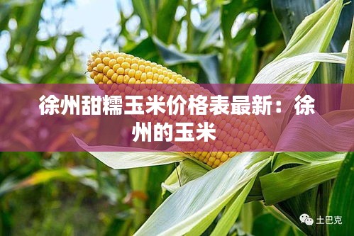 徐州甜糯玉米价格表最新：徐州的玉米 