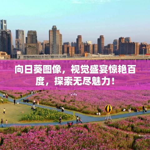 向日葵图像，视觉盛宴惊艳百度，探索无尽魅力！