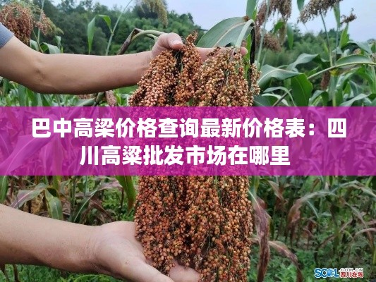 巴中高梁价格查询最新价格表：四川高粱批发市场在哪里 