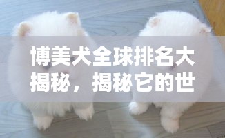 博美犬全球排名大揭秘，揭秘它的世界等级地位