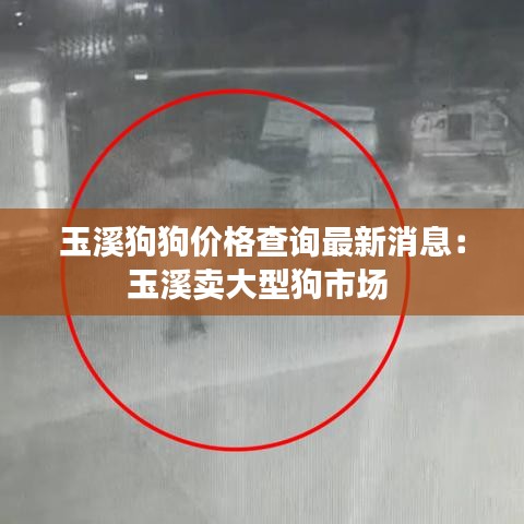 玉溪狗狗价格查询最新消息：玉溪卖大型狗市场 