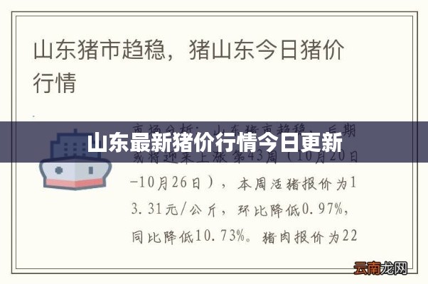 山东最新猪价行情今日更新