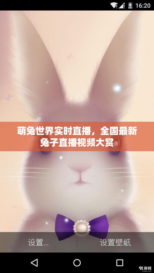 萌兔世界实时直播，全国最新兔子直播视频大赏