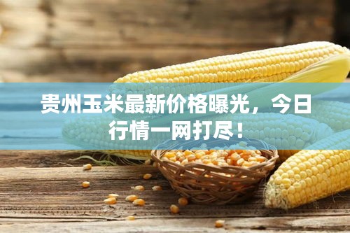 贵州玉米最新价格曝光，今日行情一网打尽！