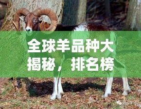 全球羊品种大揭秘，排名榜单及特色一览