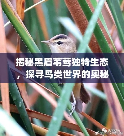 揭秘黑眉苇莺独特生态，探寻鸟类世界的奥秘之旅