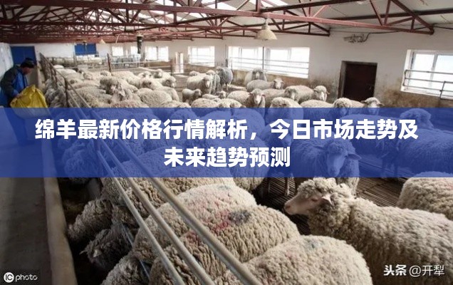 绵羊最新价格行情解析，今日市场走势及未来趋势预测