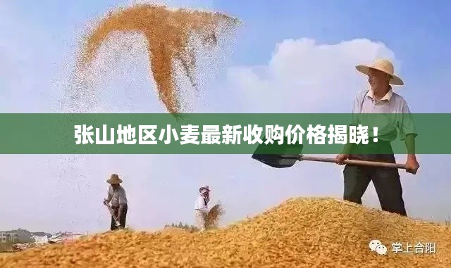 张山地区小麦最新收购价格揭晓！