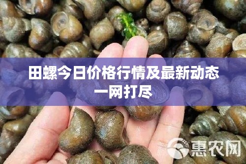 田螺今日价格行情及最新动态一网打尽