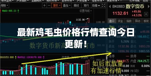 最新鸡毛虫价格行情查询今日更新！