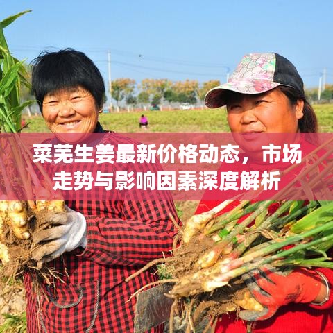 菜芜生姜最新价格动态，市场走势与影响因素深度解析