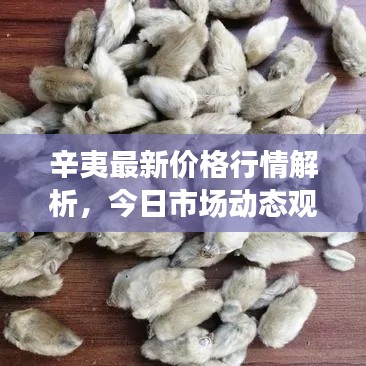 辛夷最新价格行情解析，今日市场动态观察