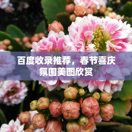 百度收录推荐，春节喜庆氛围美图欣赏