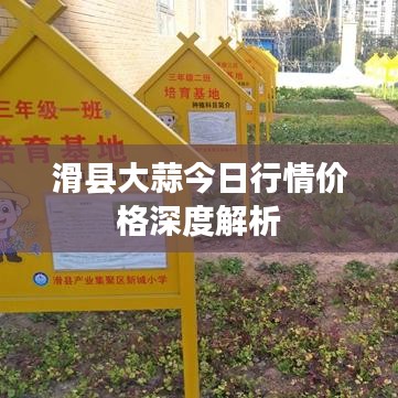 滑县大蒜今日行情价格深度解析