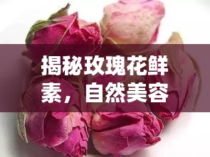 揭秘玫瑰花鲜素，自然美容的秘密武器