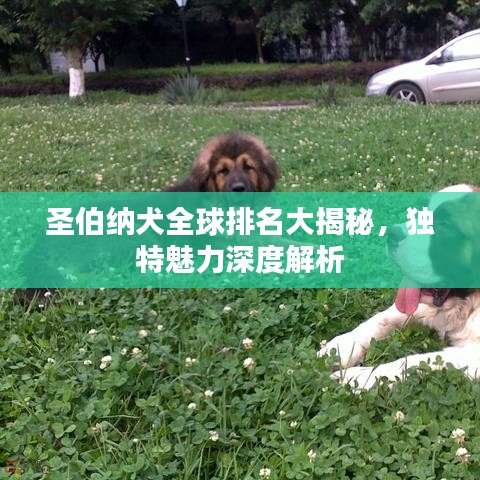 圣伯纳犬全球排名大揭秘，独特魅力深度解析